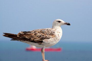 M&ouml;ve in Barcelona