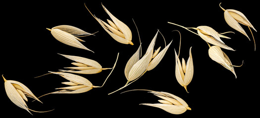 Oat seeds isolated on black background, falling unpeeled oat grains collection, full depth of field