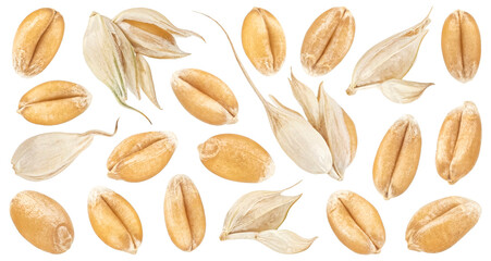 Wheat seeds isolated on white background, falling unpeeled wheat grains collection, macro