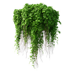 Hanging Ivy Vines with Dense Leaves Isolated on Black