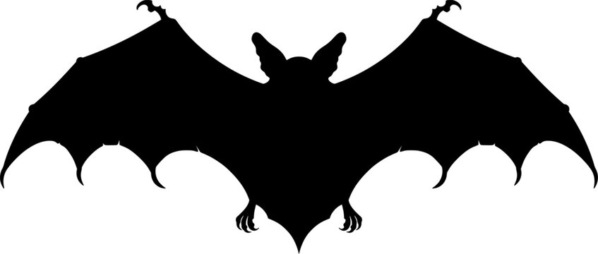 bat vampire silhouette vector illustration