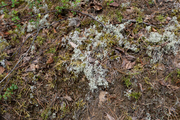 White lichen in the forest. An eco-friendly plant that determines the purity of the air.