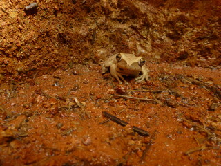 The blacksmith's tree frog (Boana faber, syn.: Hypsiboas faber), also known as the blacksmith's tree frog, is a member of the tree frog family. Amazon Rainforest, Brazil.