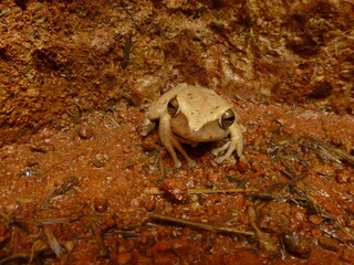 The blacksmith's tree frog (Boana faber, syn.: Hypsiboas faber), also known as the blacksmith's tree frog, is a member of the tree frog family. Amazon Rainforest, Brazil.