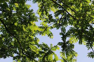 Tree branches with fresh green leaves against the blue sky. Beautiful young foliage backlit by the sunlight in early summer forest background.