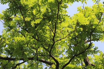  Tree branches with fresh green leaves against the blue sky background. Young foliage backlit by the sunlight in early summer forest. 