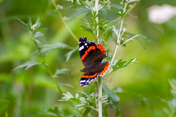 vanessa atalanta butterfly on the branch
