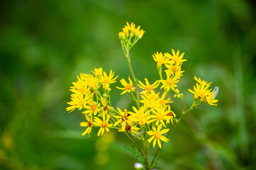 yellow flowers of jacobaea vulgaris on the green background
