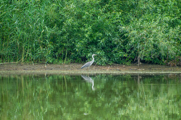 a grey heron on a pond shore reflected in the water