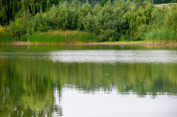 reflection of trees in water of lake