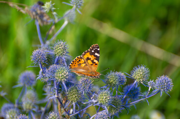 vanessa cardui butterfly on the blue eryngo