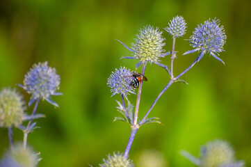bee on a a blue eryngo flowers 