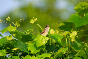 young red-backed shrike perched on a grape  branch 