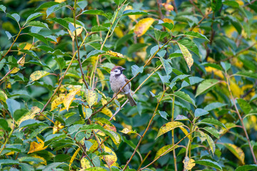the eurasian tree sparrow perched onbranch with yellow leaves