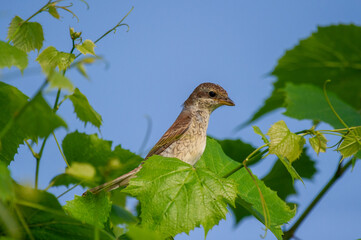 young red-backed shrike perched on a grape  branch against blue sky