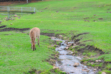 鹿　素材　イメージ