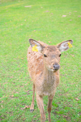 Fototapeta premium 鹿 素材 イメージ