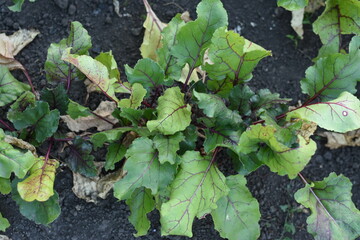 Beet leaves growing from fertile soil