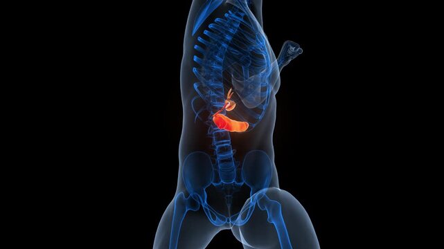 Human Internal Organs Pancreas with Gallbladder Anatomy Animation Concept