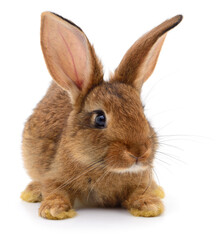 Brown rabbit on white.