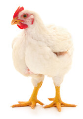 white hen isolated.
