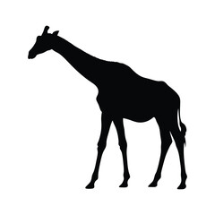 Obraz premium giraffe silhouette vector