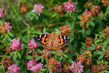 butterfly on flower