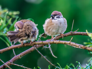napuszone ptaki mazurki (passer montanus) siedzą na gałęzi drzewa © Henryk Niestrój