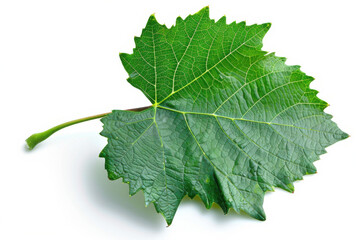 Fototapeta premium A single green leaf with detailed veins and texture, isolated on a white background, showcasing its natural beauty.