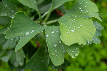 liście miłorzębu (Ginkgo biloba) z kroplami deszczu