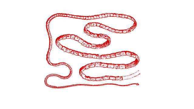 Detailed anatomical illustration of a tapeworm in red ink on a white background creating a chilling and clinical vintage aesthetic for medical resources
