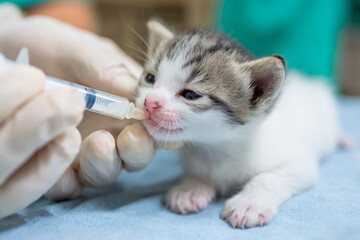 Veterinarian administers medicine to a young kitten in a clinical setting during a health check-up