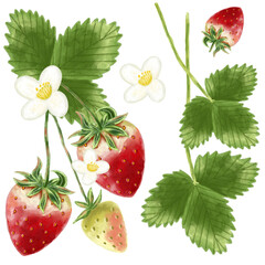Whimsical hand drawn strawberry clipart illustration with green leaf and flowers, red berries on transparent background.