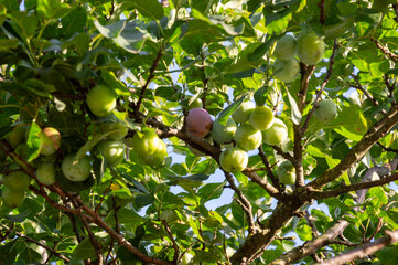 Lush green apple tree branches display numerous ripening apples against a blue sky, indicating a thriving orchard in late summer