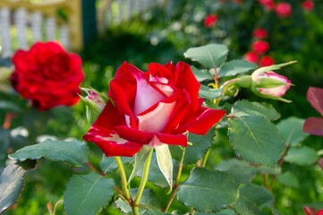 Stunning red roses flourish among lush green leaves in a garden, capturing the essence of spring...