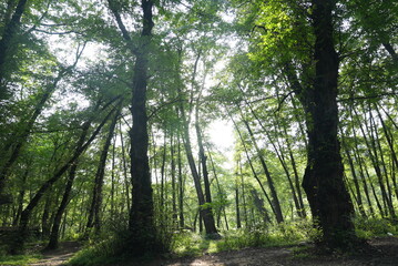sun rays in the forest