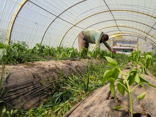 Weed Removal, African farmer removing weeds on Pepper farm greenhouse, Man Removing weeds, working...