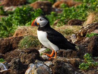 The Atlantic Puffin in early morning light getting started in their daily activities