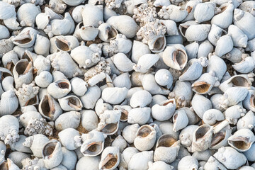 Sea shells in Peru