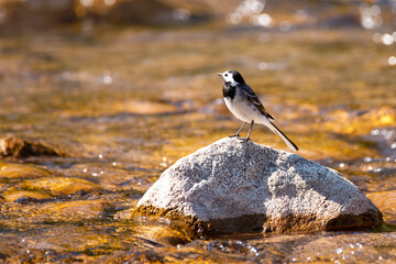 A white wagtail sitting on a river stone. Water birds. River background. Motacilla alba. Copy space. Selective focus.