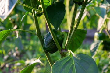 Lush green bell pepper developing on its plant surrounded by healthy leaves under bright sunlight...