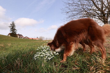 A brown dog is sniffing a flower in a field