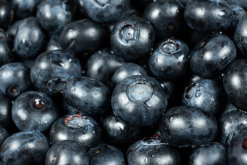 Fresh blueberries in drops of water close-up, berry background