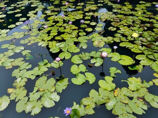 The lotus flowers pond, and the green lotus leaves, and the shadow water lily close up. 