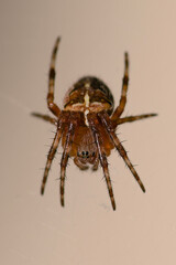 spider on a web