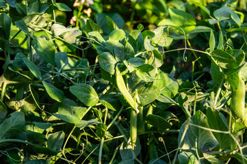 Green peas thrive in a thriving garden, with rich foliage and tendrils reaching upward in the warm...