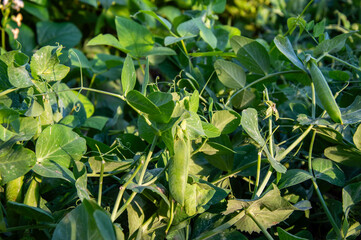 Lush green pea plants nestled among vibrant leaves, basking in the warm summer sunlight, showcasing...