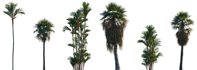Set of Areca catechu and Washingtonia filifera frontal isolated png on a transparent background perfectly cutout