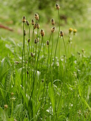 Bunch of green plants are growing in a field