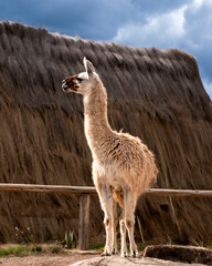 Alpaca standing tall in Peru
